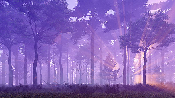 istock Sunset rays in foggy pine forest 613875374