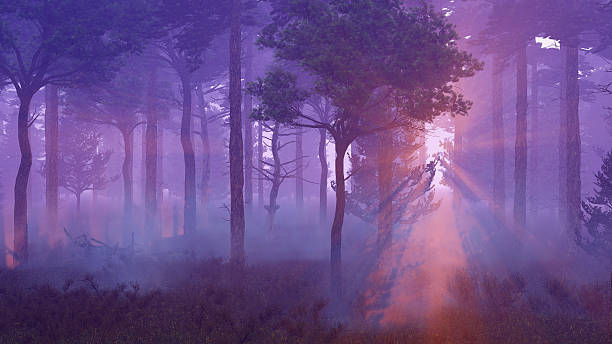 istock Scenic sunset in misty pine forest 613875468