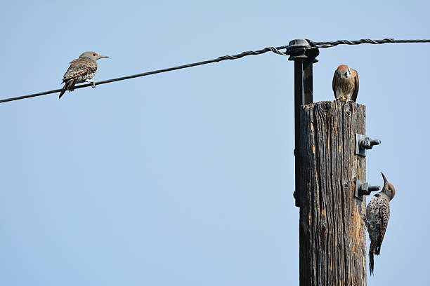 istock Kestrel Falcon and Two Woodpeckers 613875476