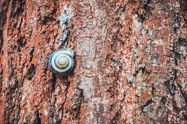 Grey and white terrestrial snail on the bark of a tree in a close up view with copy space