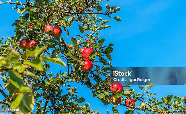 나무에서 자라는 잘 익은 붉은 사과 0명에 대한 스톡 사진 및 기타 이미지 - 0명, 과일, 나무 - iStock 나무에서 자라는 잘 익은 붉은 사과 0명에 대한 스톡 사진 및 기타 이미지 - 0명, 과일, 나무 - Istock