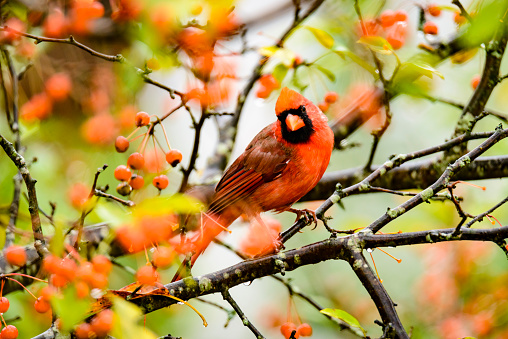 Northern cardinal perched in a tree covered with orange berries.  The bird appears to be slightly hidden by the out of focus foliage.