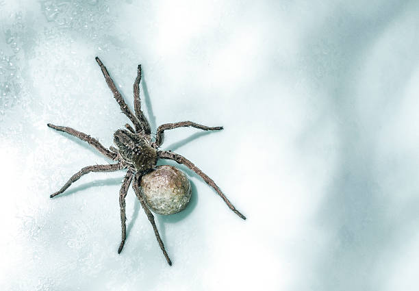 istock ery poisonous spider with its egg bag 613876512