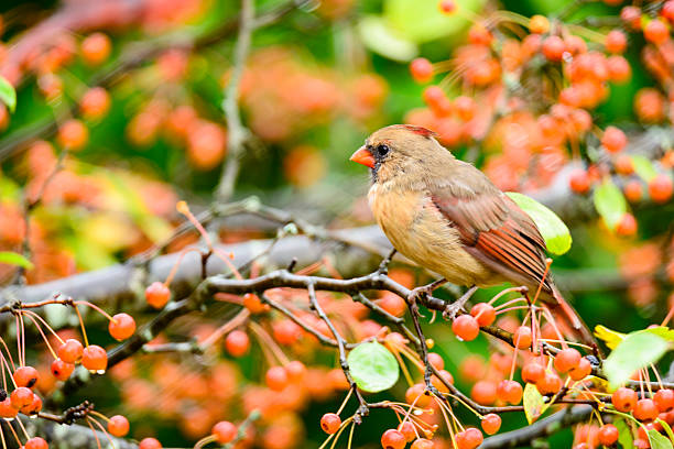 Female Northern cardinal perched in a tree covered with orange berries.  The bird appears to be slightly hidden by the out of focus foliage.