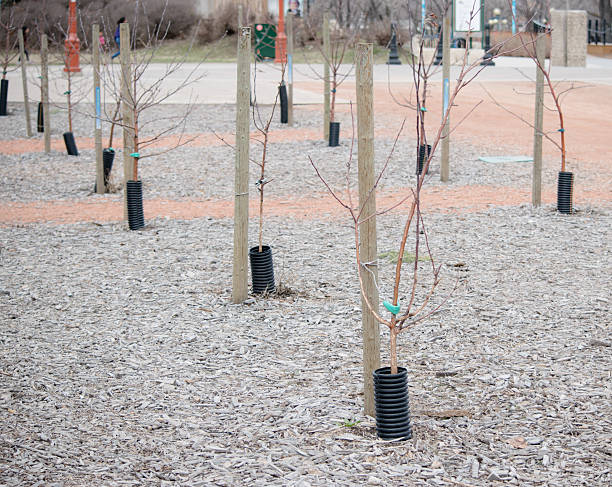 istock trees planted for an urban orchard 613877416