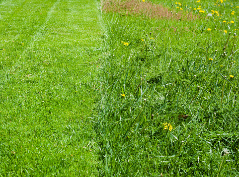 Fresh green grass lawn, half recently mowed, half uncut.