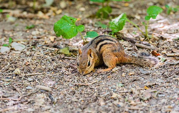 istock Close-up of chipmunk foraging on ground. 613878978