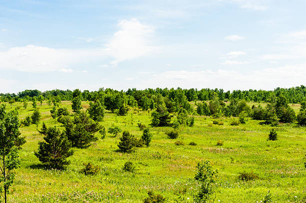 istock Landscape of small trees in meadow. 613879090