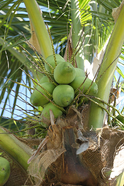 istock cocoanut on coconut tree in garden Thailand. 613879668