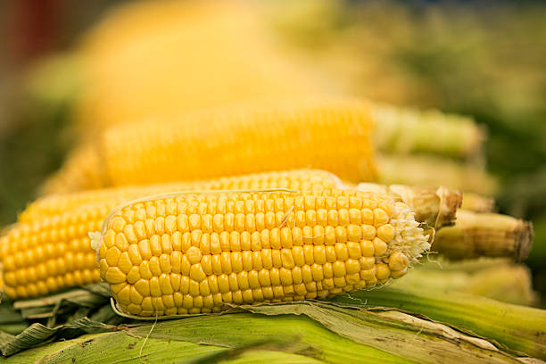 신선한 콘  - corn on the cob macro corn crop freshness 뉴스 사진 이미지