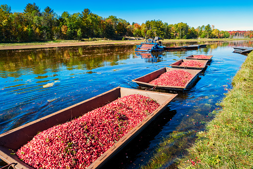 Photo of cranberries being collected in floating containers at a flooded cranberry field during harvest near Bala, Muskoka Lakes, Ontario, Canada.