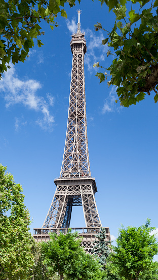 A tree and plants framing the Eiffel Tower steel structure in Paris, France.