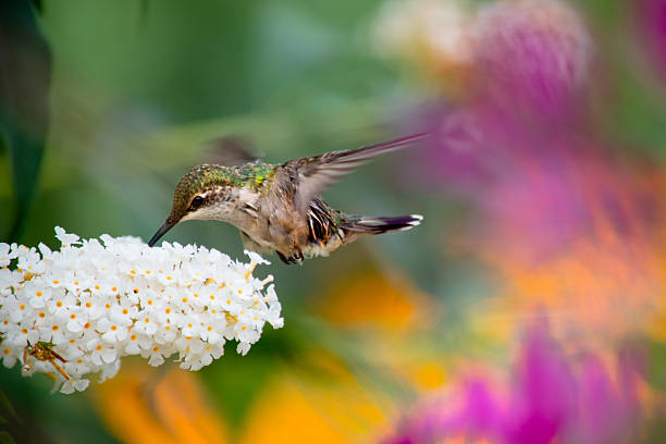 istock Hummingbird on colourful background 613881202