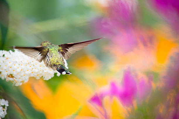 istock Hummingbird on colourful background 613881256
