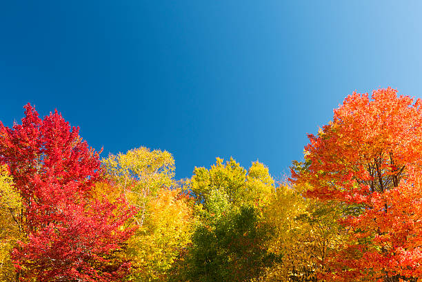 индийское лето в нью-гемпшире, сша - wilderness area usa tree day стоковые фото и изображения