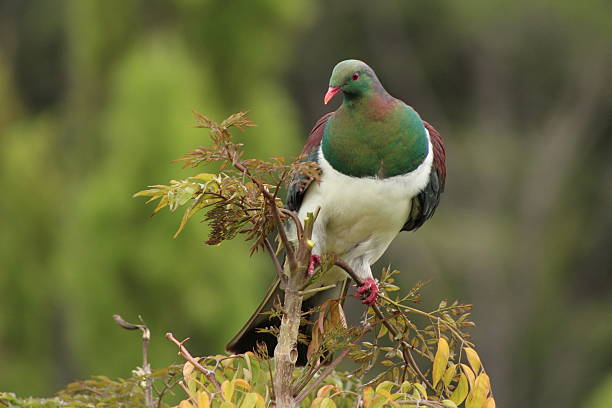 Beautiful endemic New Zealand wood pigeon (kereru) sitting at the top of the tree, right in front of an elevated deck, allowing a close up, eye level photo