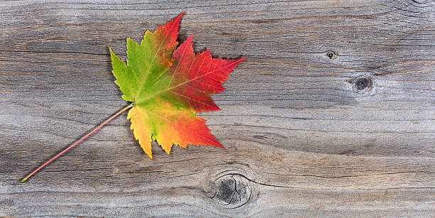 istock Single vibrant autumn maple leaf on rustic wood 613882266