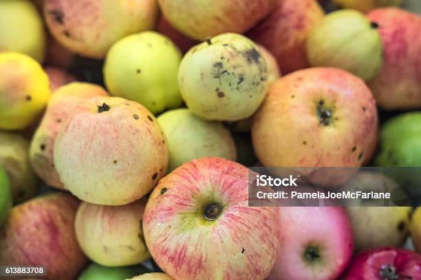 https://media.istockphoto.com/id/613883708/photo/homegrown-assortment-of-ugly-organic-apples-freshly-picked-and-rinsed.jpg?s=612x612&w=is&k=20&c=Ec7mW223F8cpIfuBj9baaQmSvryTYr3AG9u2tbsi5JQ=