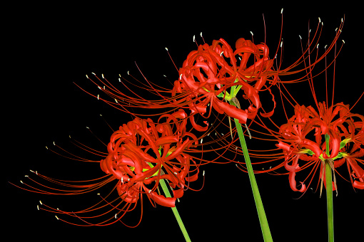 Three red spider lilies, known scientifically as Lycoris radiata, isolated over a black background.