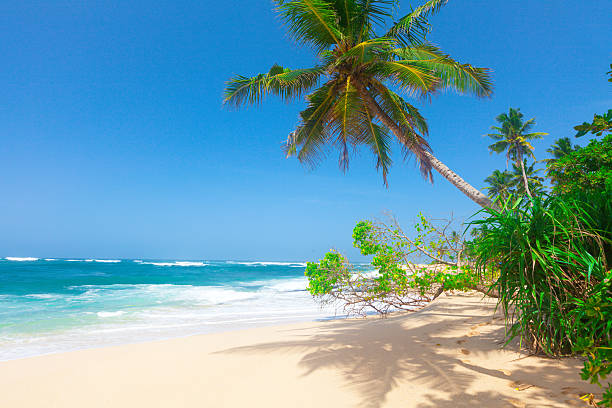 istock beach with coconut palm and sea 613884550