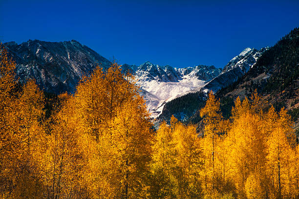 istock Golden Aspens at Autumn 613885426