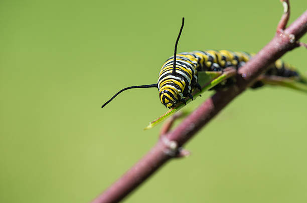 Monarch Butterfly Caterpillar On Milkweed Monarch butterfly caterpillar feeding on garden milkweed. Natural green background with copy space. instar stock pictures, royalty-free photos & images