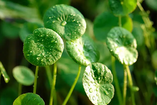 Centella asiatica A medicinal plant in Asia. Centella helps heal wounds to heal faster and reduce the inflammation of the wound well.