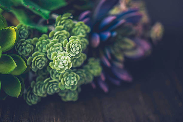 Rustic background with cacti and succulents border