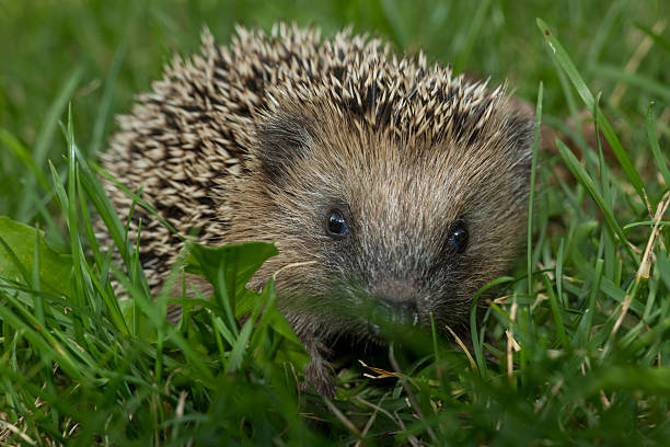 istock Hedgehog in the garden 613886358