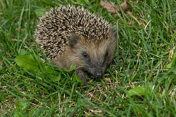 istock Hedgehog in the garden 613886470