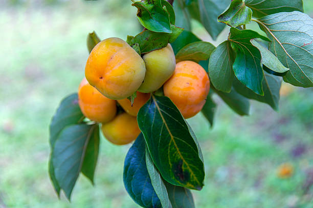 istock Unripe persimmon & fresh green 613886774