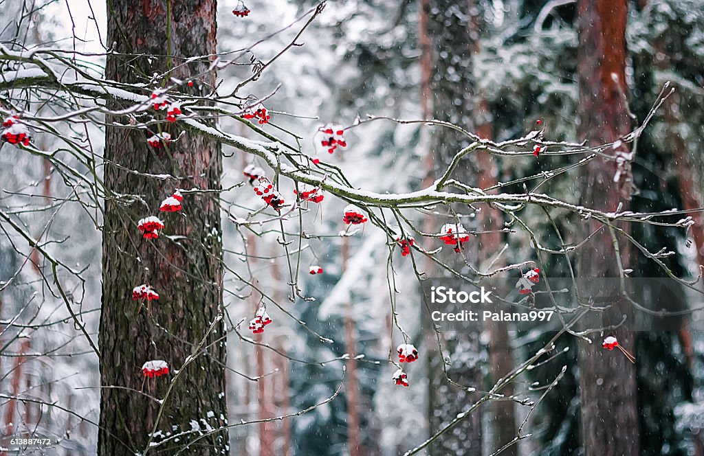 Rowan Branch In Winter Forest Rowan branch covered with snow on the background of the winter forest during a snowfall. Selective focus. February Stock Photo