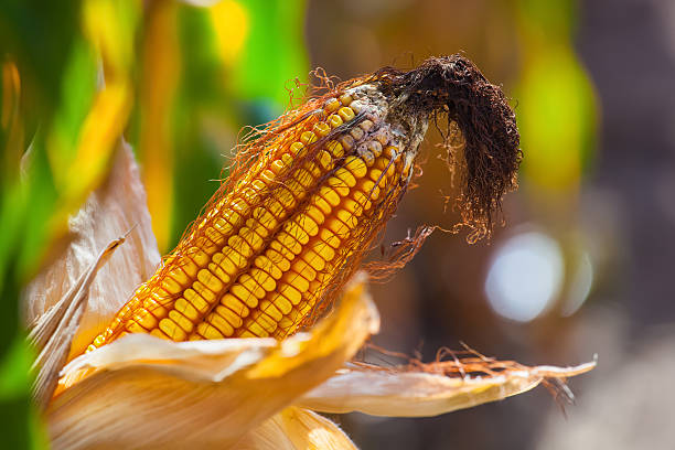 wizened, diseased and moldy corn cob on the field. - agriculture close up corn corn on the cob imagens e fotografias de stock