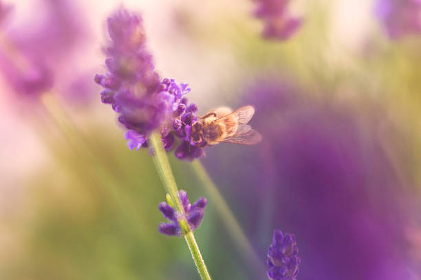 istock Lavender plants growing in warm sunlight with bee collecting pollen 613887744