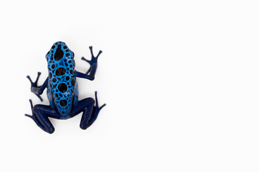 Blue dart frog isolated on white