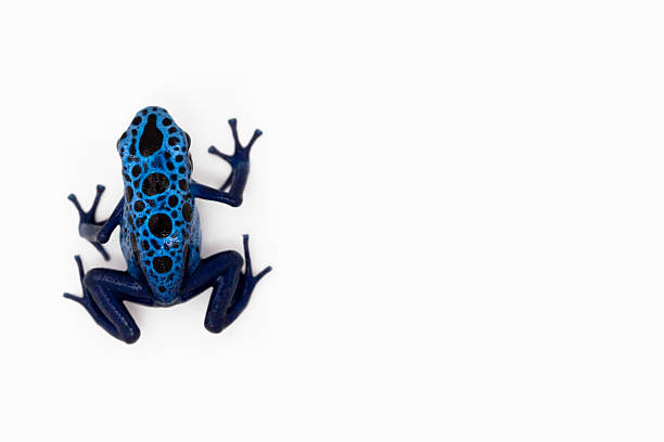 Blue dart frog Blue dart frog isolated on white poison arrow frog photos stock pictures, royalty-free photos & images