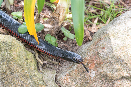 Red Bellied Black snake (Pseudechis Porphyriacus) close up of the snake's head