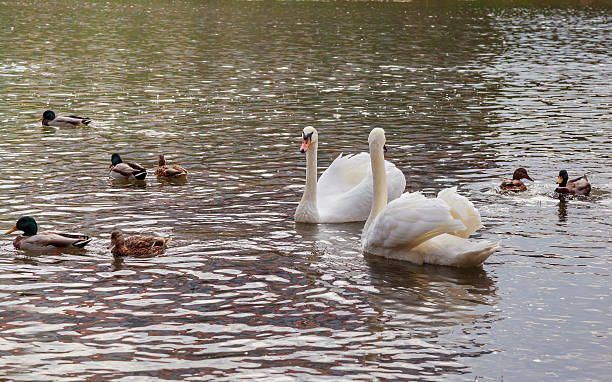 istock three juvenile swan swimming on the river 613888254