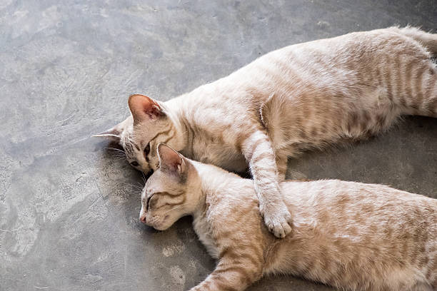 istock Two cat kitten brethren sleeping hug embrace 613888678