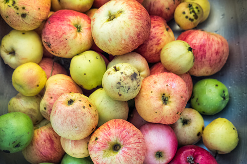 Freshly picked organically grown apples in a sink including heirloom and heritage Granny Smith and McIntosh varieties.