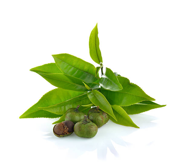 istock Tea ,Camellia sinensis  leaves  on white background 613890778