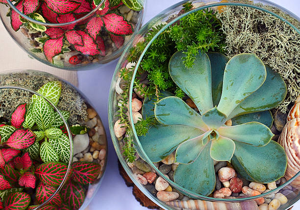 istock Decorative glass vases with succulent and cactus plants. 613891016