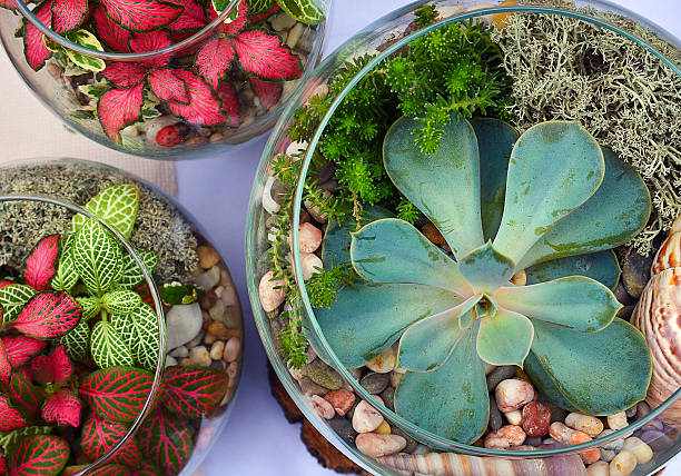 Decorative glass vases with succulent and cactus plants. Decorative glass vases with succulent and cactus plants.Glass interior terrarium with succulents and cactuses.Miniature garden in glass with cactuses and succulents.Top view. terrarium stock pictures, royalty-free photos & images