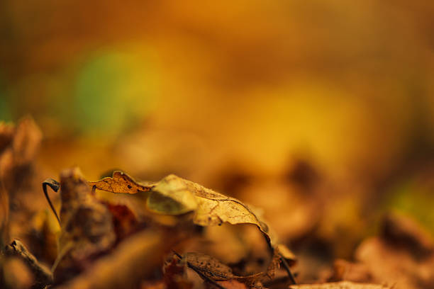 istock Dry autumn leaves on ground, defocused fall season background 613891352