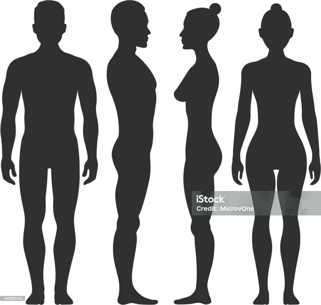 Man and woman vector silhouettes in front side view Man and woman vector silhouettes in front and side view. Illustration of body male and female illustration The Human Body stock vector