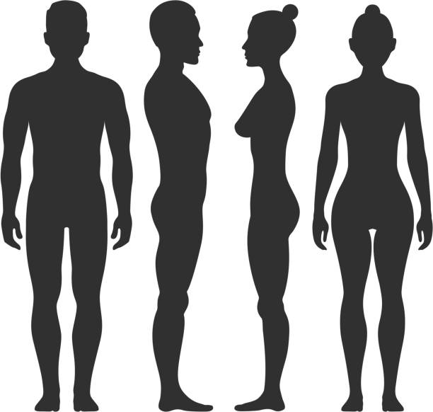 Man and woman vector silhouettes in front side view Man and woman vector silhouettes in front and side view. Illustration of body male and female illustration female likeness stock illustrations