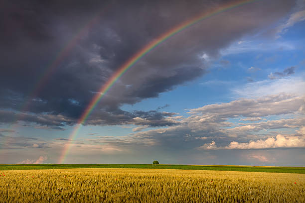 istock Big rainbow in agricultural fields with lone tree 613892286