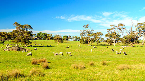 istock Grazing sheep in rural South Australia 613893106