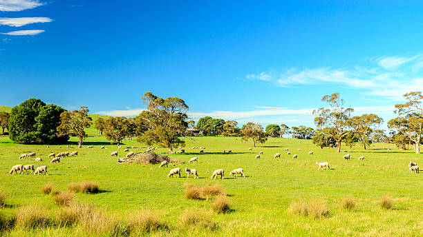 Sheep grazing on a daily farm in rural South Australia