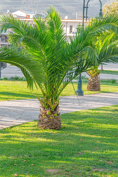 istock Coconut palm tree along the promenade 613893544